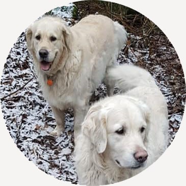 doggy day care