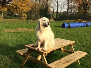 Dog-on-table