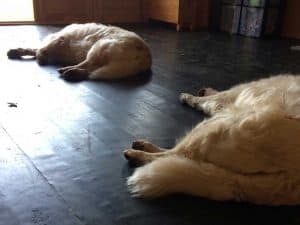 Dogs-inside
