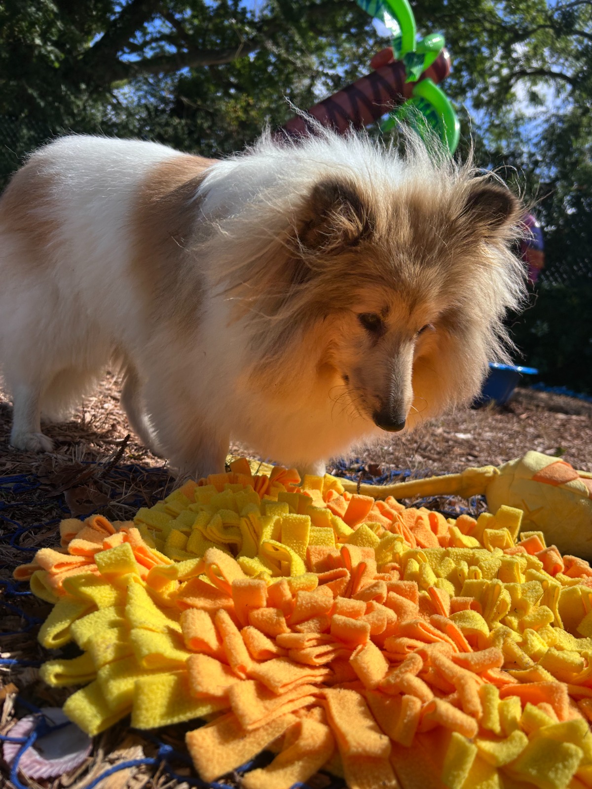 Collie investigating a scent mat in the Scent Garden