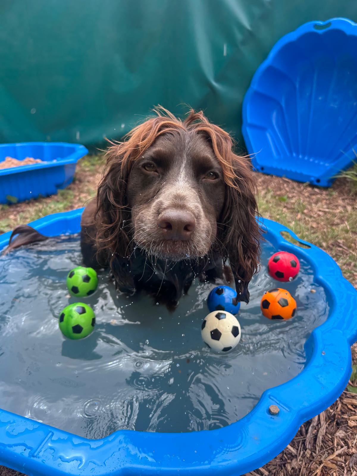 Dog exploring football-themed water enrichment during the Woof Cup