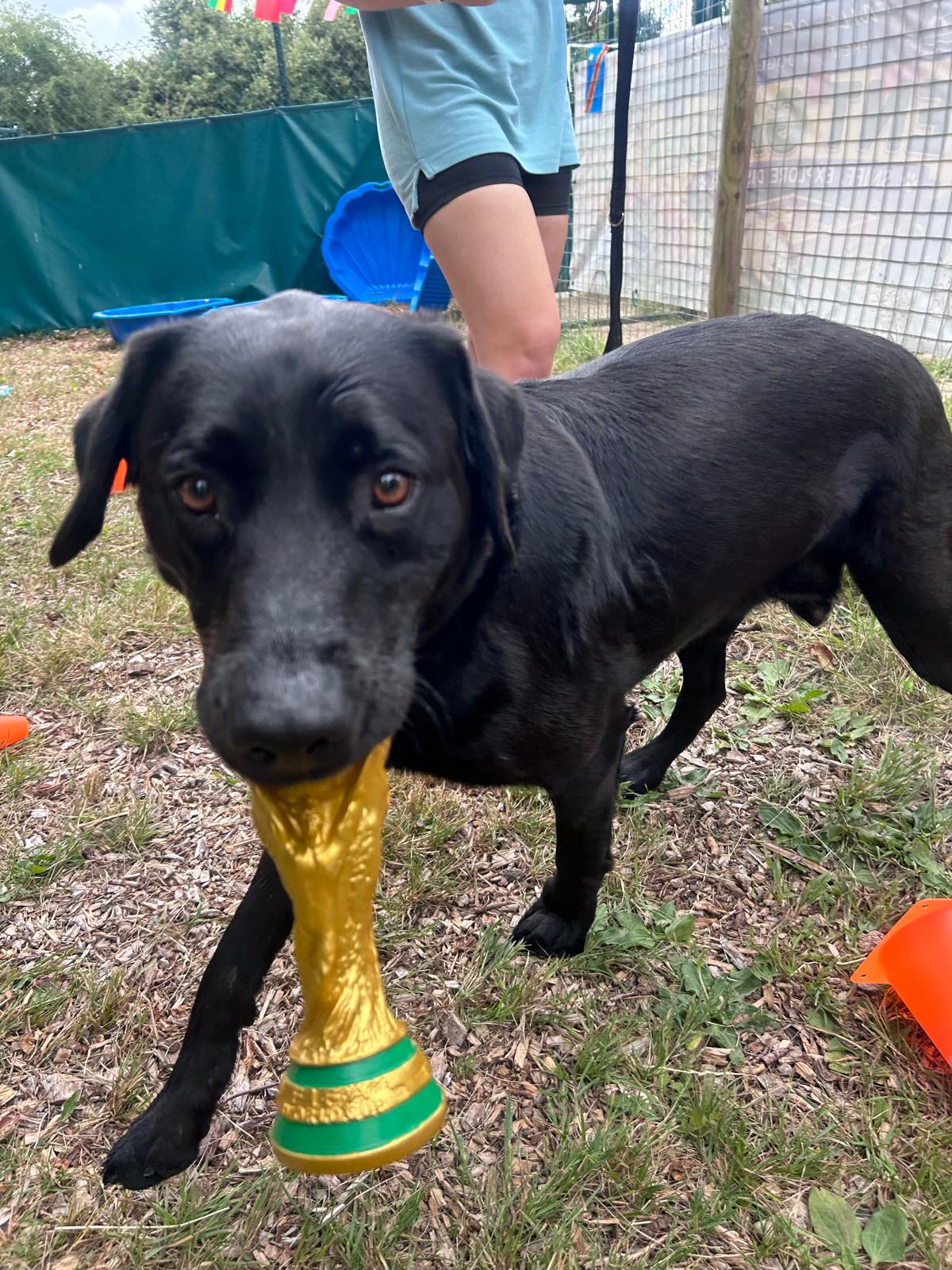 Black dog carrying a toy trophy during a Woof Cup enrichment activity