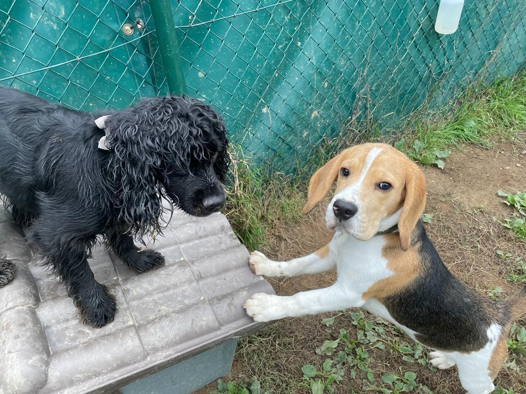 Puppy interacting with another dog during Puppy Club