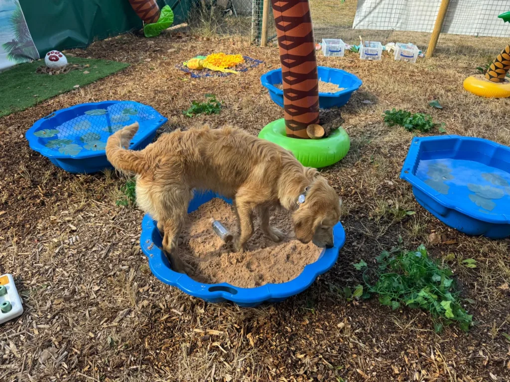 Golden dog exploring a sand tray in the Scent Garden