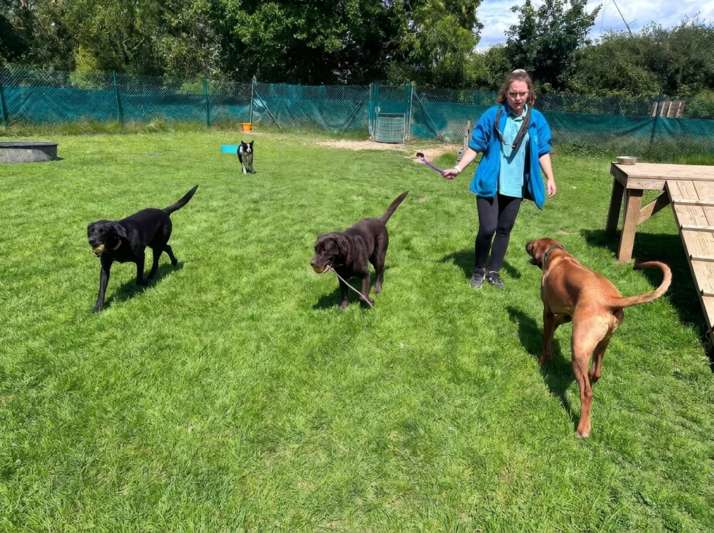 Member of staff guiding dogs during social time in the secure outdoor area