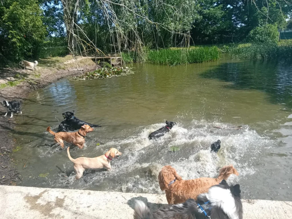 Dogs enjoying the lake at Tails of The Lake daycare