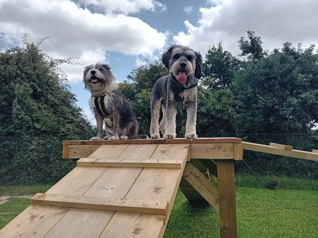 Two dogs on a wooden activity platform in the secure outdoor space