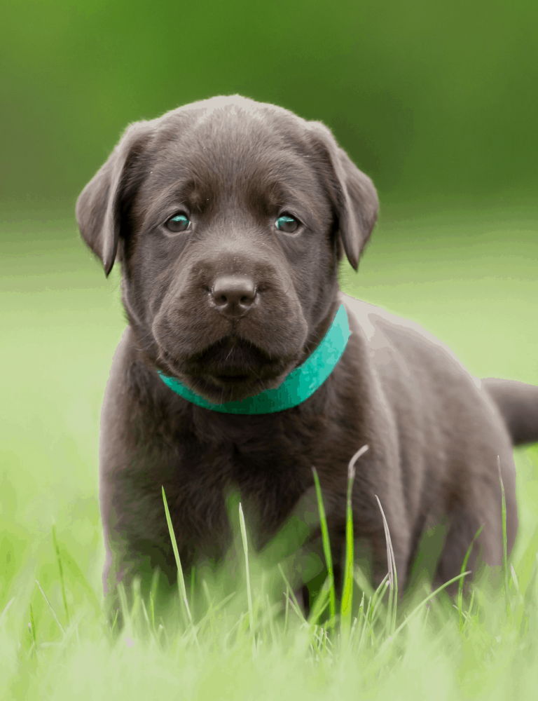 Puppy Club 2